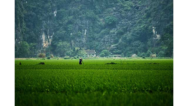 Les paysages typiques de Ninh Binh, avec les montagnes calcaires au-dessus, le champ en bas et le rythme de vie régulier et paisible des gens rendent les visiteurs excités. Photo : Marcus Witte.