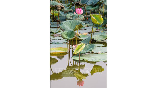 Les fleurs de lotus est l'expression du sentiment des habitants du village de Sen à l’égard de l'Oncle Hô.