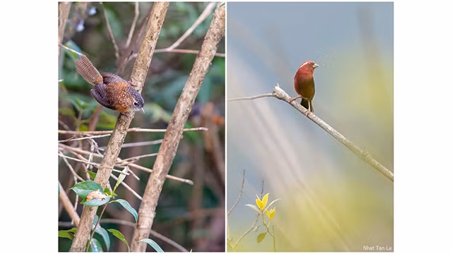 Le Spelaeornis troglodytoides et le Carpodacus vinaceus sont deux nouvelles espèces enregistrées au Vietnam en 2012 et 2017.
