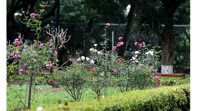Comme la plantation et l'entretien de cette variété nécessitent une technique méthodique, certains jardiniers de la citadelle impériale ont été envoyés à Sapa, selon un représentant du comité de gestion de ce site.