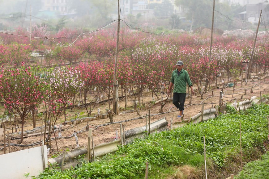 Le Nouvel An lunaire approche, les horticulteurs entrent dans la haute saison. Photo: Minh Son / Vietnamplus