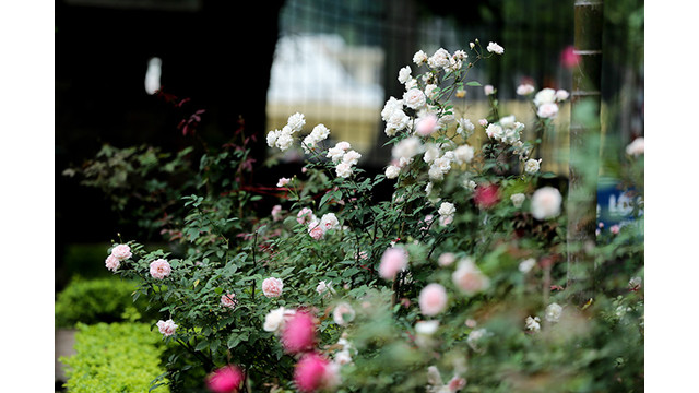 Les roses anciennes de Sapa ont de gros pétales minces, et peuvent atteindre la taille d'un bol de riz.