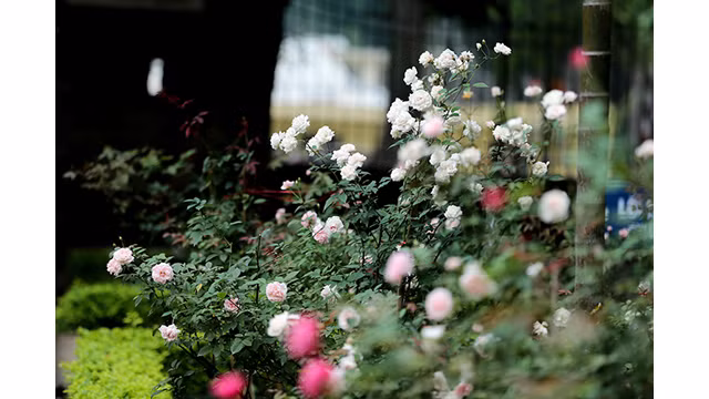 Les roses anciennes de Sapa ont de gros pétales minces, et peuvent atteindre la taille d'un bol de riz.