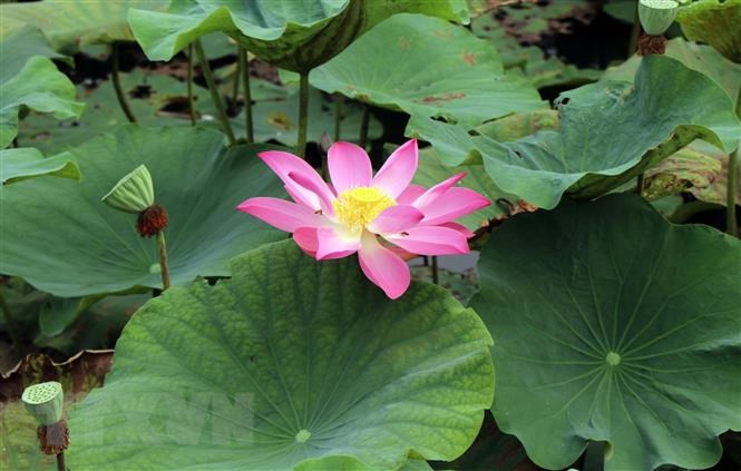 La beauté ancienne, l'ombre de l'architecture royale fonctionnant en harmonie avec des fleurs de lotus fraîches, douces et colorées, créent la beauté unique de la ville de Huê à chaque saison de floraison de fleurs de lotus.