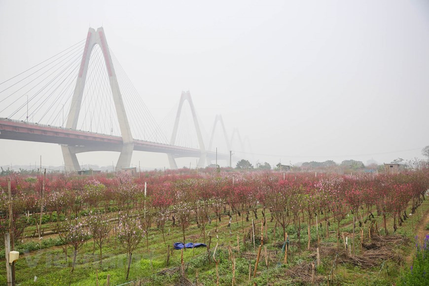  Célébrée chaque année comme l'arrivée du printemps, la floraison des fleurs de pêcher se fait plus précoce, à la fin novembre, à cause du changement climatique. Photo: Minh Son/Vietnamplus