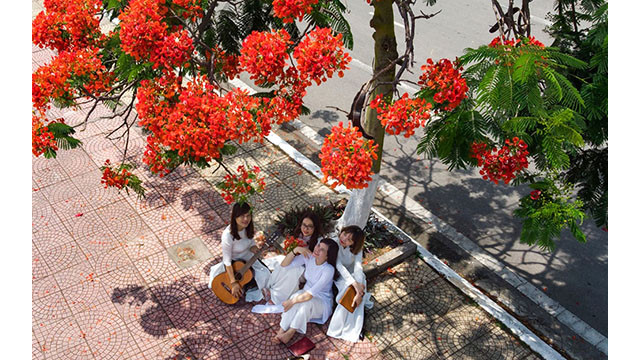 Chaque mai et juin, des fleurs de flamboyants rouges fleurissent et rendent rouge toute la ville de Hai Phong, ville des fleurs de flamboyants rouges.