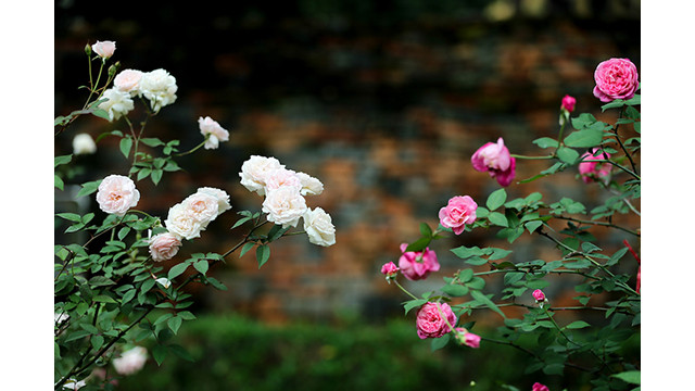 Les roses montrent leur beauté resplendissante et élégante lorsqu'elles s'épanouissent pleinement.