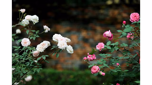 Les roses montrent leur beauté resplendissante et élégante lorsqu'elles s'épanouissent pleinement.