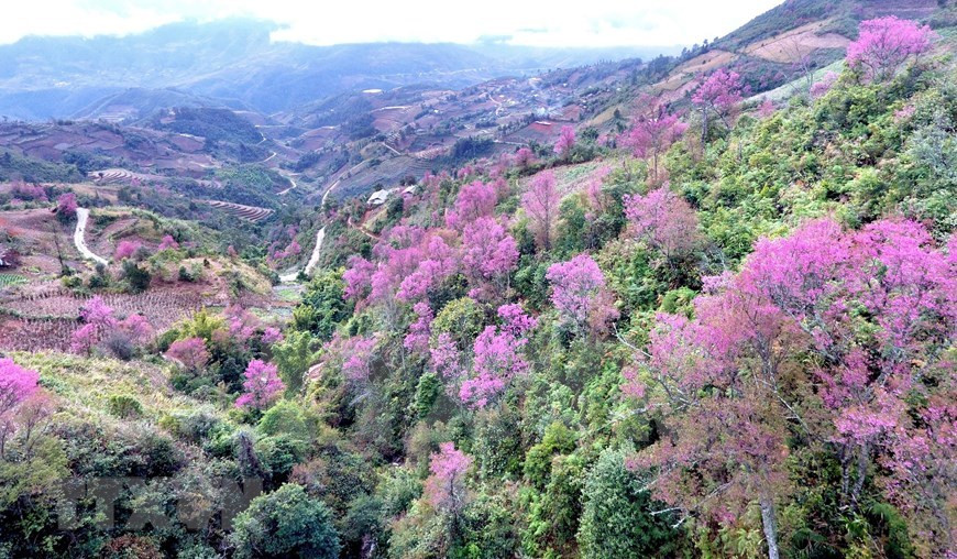 La fleur de pêcher forestier, connue localement sous le nom de To Day, donne un aspect rose flamboyant à tout l'arbre (Photo: VNA)
