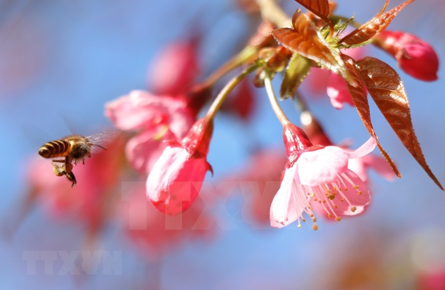 L'apparence éclatante des fleurs peut étonner et attirer les touristes dans le district de Mu Cang Chai tout au long de la saison (Photo: VNA)