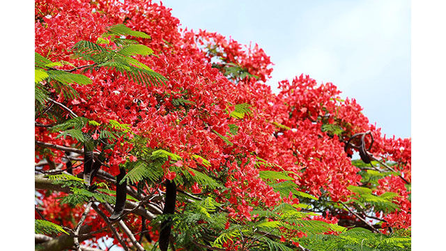 Les fines pétales de flamboyants rouges vifs se montrent au milieu du ciel bleu et créent les caractéristiques de l'été.