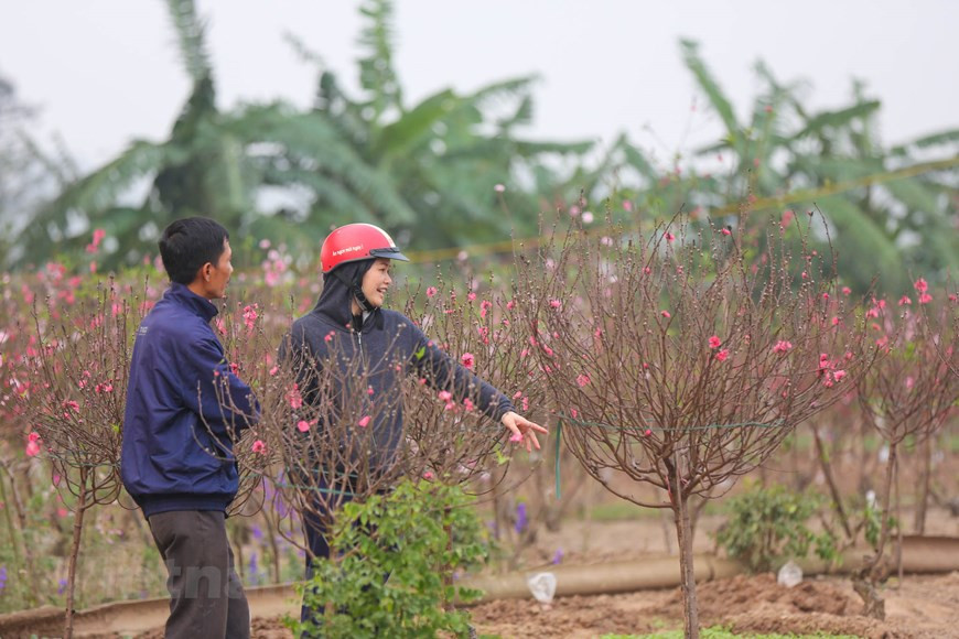 Le pêcher, annonciateur du printemps, est un arbre incontournable pour le Têt. Photo: Minh Son / Vietnamplus