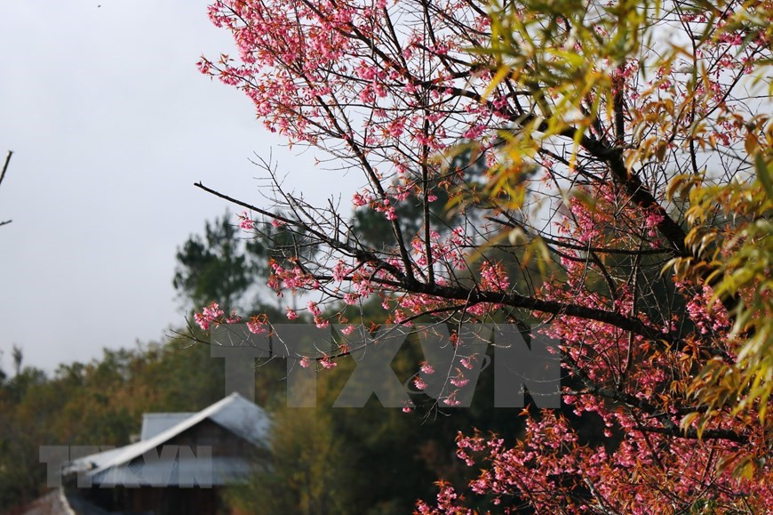 La fleur To Day ne pousse qu'à 1.000 mètres d'altitude (Photo: VNA)