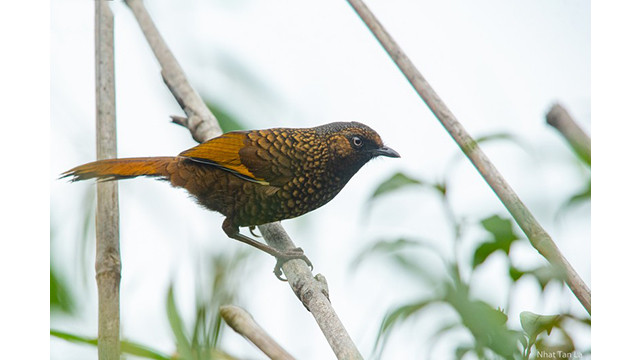 Les timaliidés sont également une espèce d’oiseau typique des régions montagneuses. Le Trochalopteron subunicolor sur la photo est représenté, avec des plumes disposées en écailles.