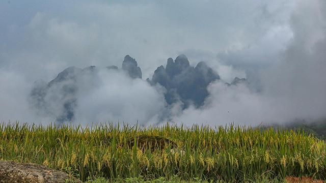 Le riz dans la vallée de Ta Giang Phin avec à l’arrière-plan la montagne Ngu Chi Son.