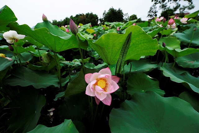 Les habitants de la commune sont passés de la riziculture à la culture du lotus pour augmenter leurs revenus.