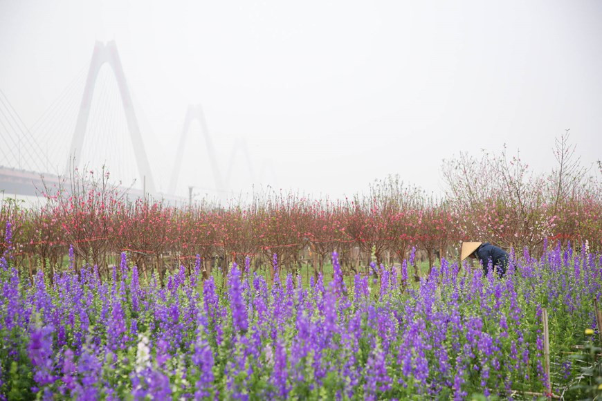 Les fleurs s'épanouissent à l'ombre du pont Nhât Tân enjambant le fleuve Rouge. Photo: Minh Son / Vietnamplus