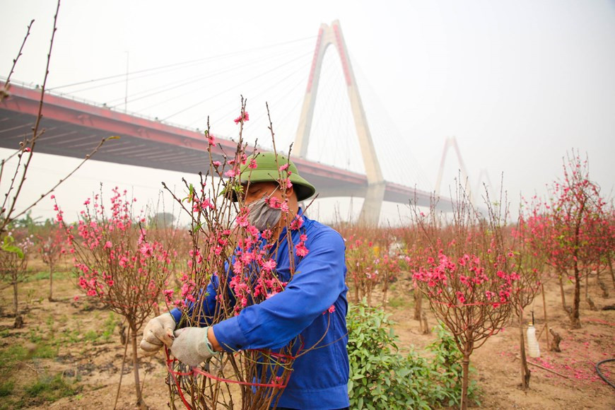 Les branches de fleurs d'abricotier coûtent 100.000 à 150.000 dongs pour les petites, 300.000 dongs pour les moyennes. Photo: Minh Son / Vietnamplus