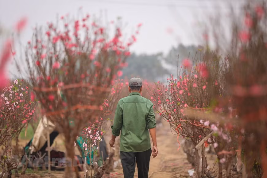 Photo: Minh Son / Vietnamplus