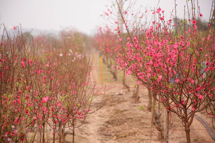 Phu Thuong, de l'arrondissement de Tây Hô, est célèbre pour ses pêchers. La réputation des fleurs rosées vient des expériences et du labeur des cultivateurs. Photo: Minh Son / Vietnamplus