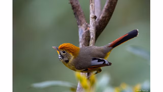 L’actinodura strigula est également un oiseau facile à apercevoir sur le même chemin. C’est un magnifique oiseau coloré au plumage remarquable.