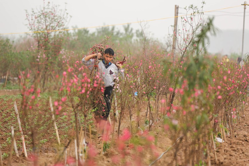  Photo: Minh Son / Vietnamplus