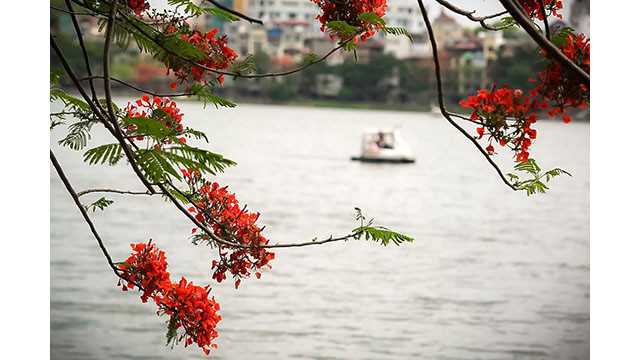 Les lourdes branches des flamboyants pliant sous le poids des fleurs se reflètent à la surface du lac Truc Bach (Tây Hô) à Hanoi.