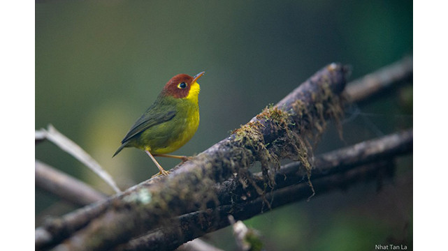 Le cettia castaneocoronata est un petit oiseau. Il se cache dans les taillis de bambou à une altitude d’environ 2 000 m ou plus et il est difficile de le prendre en photos, car ils se déplacent très rapidement.