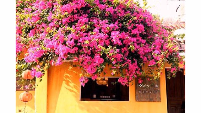 Des fleurs de bougainvillier éclatantes sous les rayons du soleil. Photo: baoquocte.vn 
