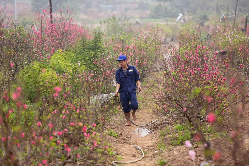 De nombreux agriculteurs doivent arroser l'arbre deux fois par jour pour garder son humidité. Photo: Minh Son / Vietnamplus