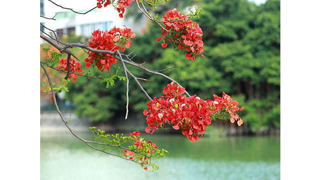 La zone du lac Tam Bac au centre-ville est également l'endroit où de nombreuses fleurs de flamboyants sont cultivées à Hai Phong.