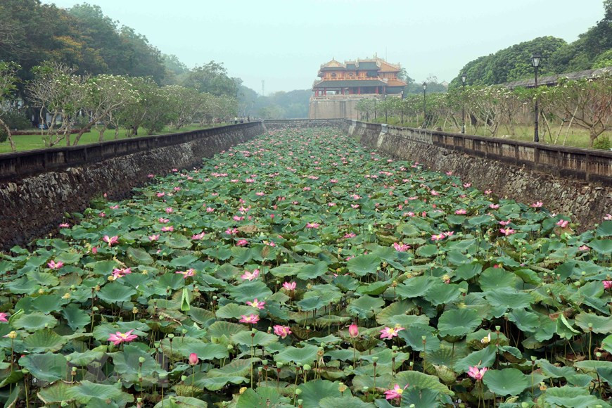 Les lotus fleurissent dans la zone du Dai Nôi.