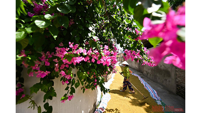 Agriculteurs séchant le riz au soleil.