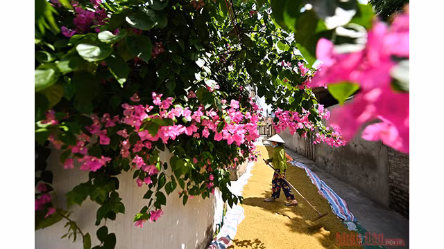 Agriculteurs séchant le riz au soleil.