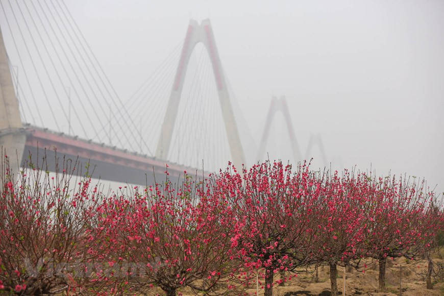 Des fleurs d'abricotier colorent les champs des vilalges de Phu Thuong, Nhat Tan et Quang Ba à Hanoï. Photo: Minh Son / Vietnamplus
