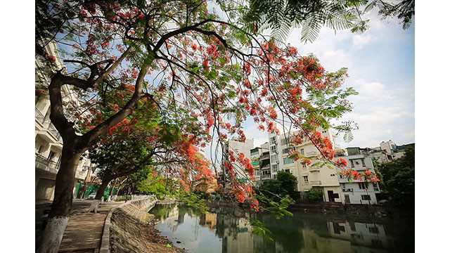 Petite rue pleine de fleurs de flamboyants.