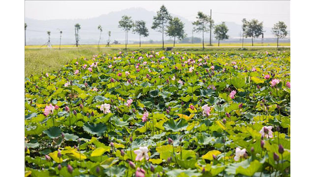 Il s’agit également d’une nouvelle orientation pour les hameaux et les coopératives pour rénover la plupart des étangs et des lacs abandonnés, changer la structure de cultures, afin d’augmenter les revenus des agriculteurs, créant des paysages verts, magnifiques et propres, devenant un point culturel phare de la ville natale de l’Oncle Hô.