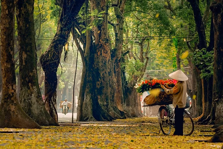 Les feuilles des arbres prennent des teintes jaune ocre et tombent sur le sol. Les anciennes rues comme Phan Dinh Phùng, Hoàng Diêu et Trân Phú étendent leur tapis de feuilles et se transforment ainsi en lieux presque féeriques, offrant le meilleur des paysages automnal de la ville.