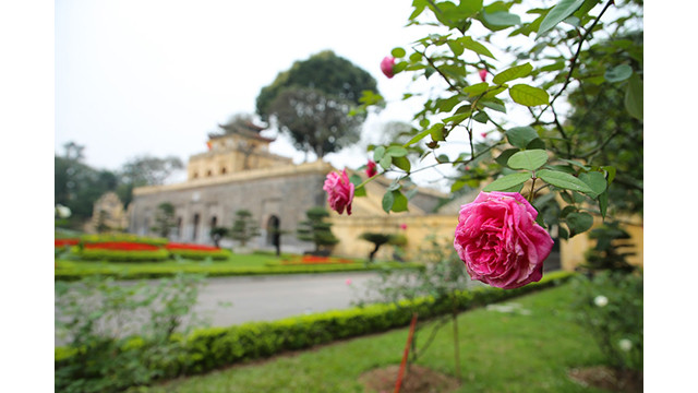 Aux premiers jours de mars, des centaines de rosiers anciens de Sa Pa fleurissent à la citadelle impériale de Thang Long.