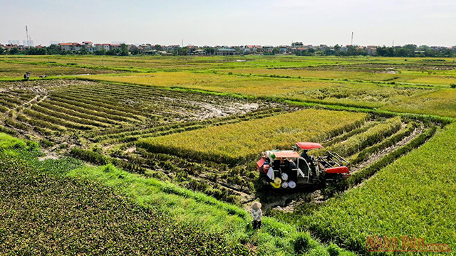 En banlieue, les agriculteurs récoltaient le riz tôt le matin pour que leur travail soit terminé avant 10h.