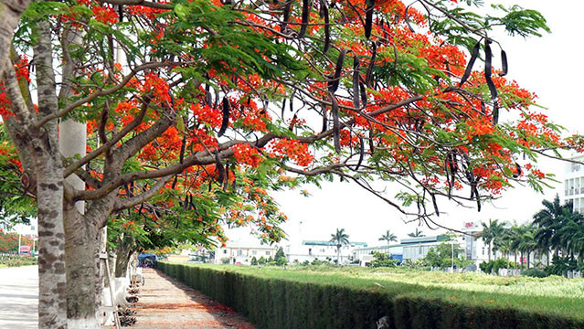La route Pham Van Dông reliant le centre de la ville de Hai Phong à la zone touristique de Dô Son, de 18 kilomètres de long, est bordée de plus de 4 000 flamboyants rouges.