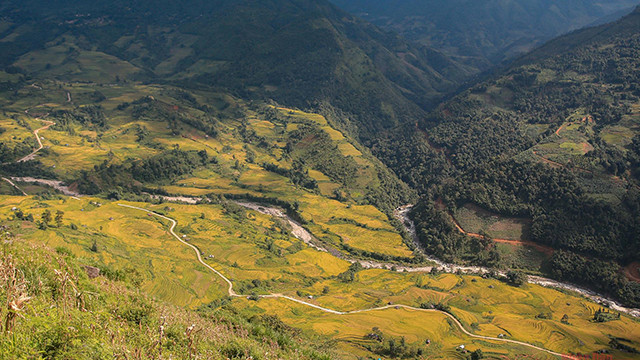 Les rizières dorées en terrasses le long de la route.