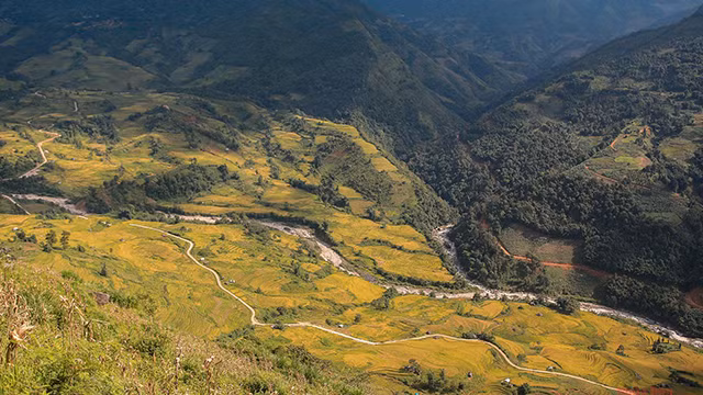 Les rizières dorées en terrasses le long de la route.