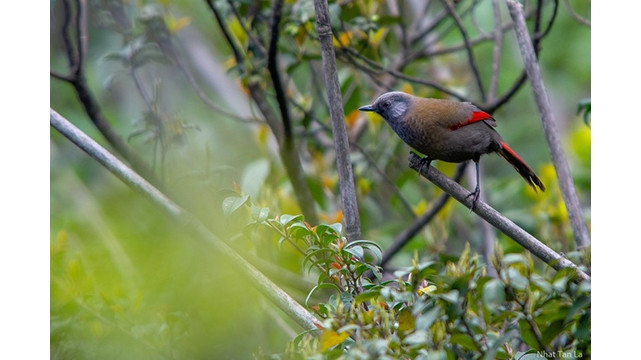 Le garrulax à ailes rouges (dont le nom scientifique est Trochalopteron formosum) est une espèce d’oiseau très rare, car il est souvent recherché et chassé par l’homme.