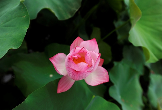 Les fleurs de lotus aident les gens à se sentir sereins.