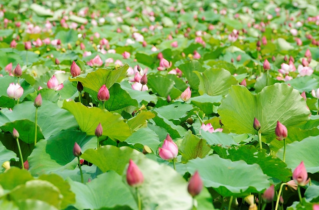 Les fleurs de lotus fleurissent tout au long des journées chaudes de juin.