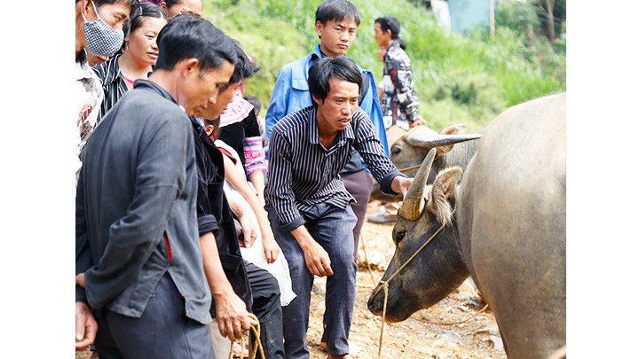 Tous les samedis matin, la Nationale 153, qui traverse la commune de Can Câu dans la province de Lào Cai, accueille le plus grand marché aux buffles des provinces montagneuses du Nord.