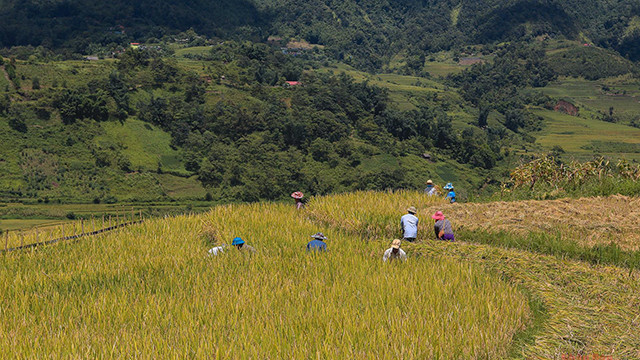 La commune frontalière d’Y Ty, à l’ouest du district de Bat Xat, au nord de la ville de Sa Pa dans la province de Lào Cai (au Nord du Vietnam), est réputée pour être un endroit idéal pour profiter de la beauté éblouissante des rizières en terrasses et des nuages qui affleurent les cimes rocheuses à plus de 2 000 m d’altitude, dans la montagne Nhiu Co San.