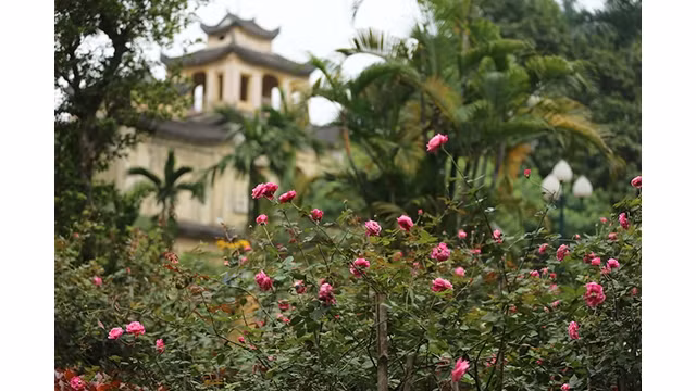 Plus de 500 rosiers fleurissent à la citadelle impériale de Thang Long à Hanoi les premiers jours de mars. 