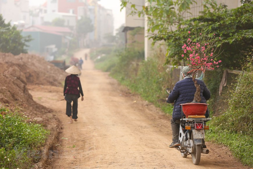 Pour les Vietnamiens, le pêcher est indispensable pour l'accueil du Têt tout comme l'est le sapin pour les Occidentaux, à l'occasion de Noël et du Nouvel An. Photo: Minh Son / Vietnamplus